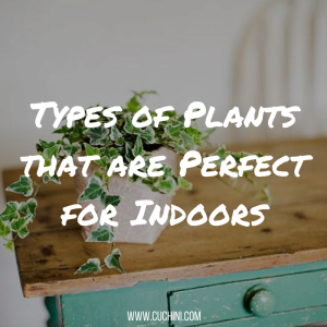 Types of Plants that are Perfect for Indoors