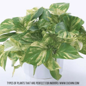 Types of plants that are perfect for indoors